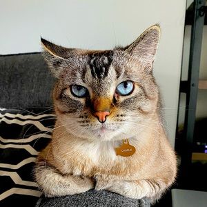 Meet your Posher, Brad + Lisa